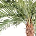 Coconut artificiel COURBE NEW