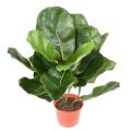 LYRATA Artificiel pot
