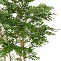 ACACIA Artificiel
