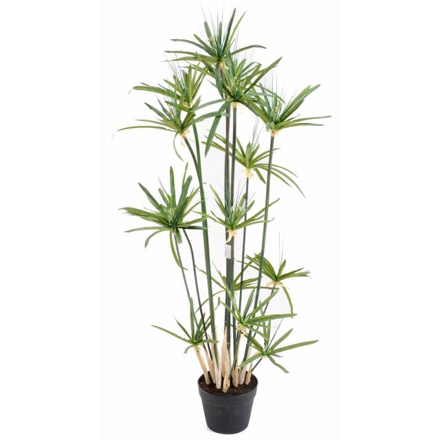 Papyrus artificiel ALTERNIFOLIUS