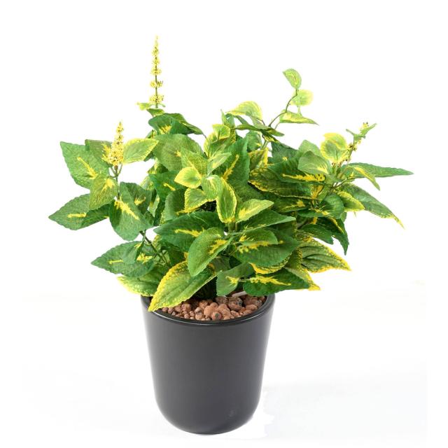 COLEUS J *11 artificiel