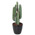 CACTUS artificiel 77