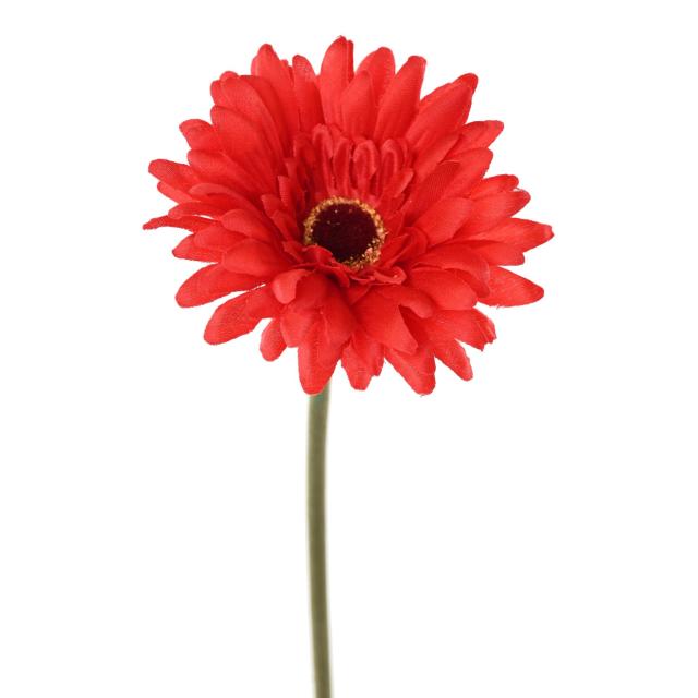 Gerbera