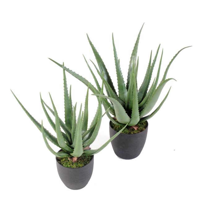 Aloe Vera Artificiel Courbe
