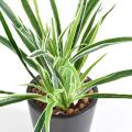 DRACAENA PLANT Artificiel