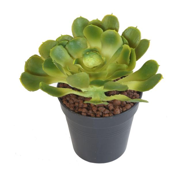 Aloe Soft Rond Artificiel