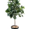Lyrata artificiel (figuier)