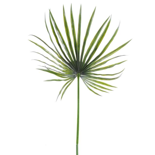 Camerus Palm PLAST Artificiel
