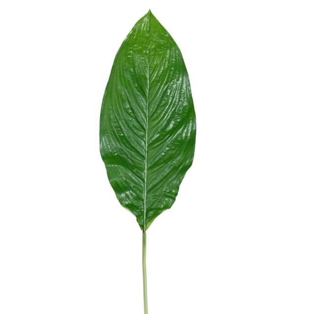 Feuille Geante Artificielle Spathiphyllum