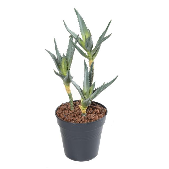 ALOE 35 Artificielle