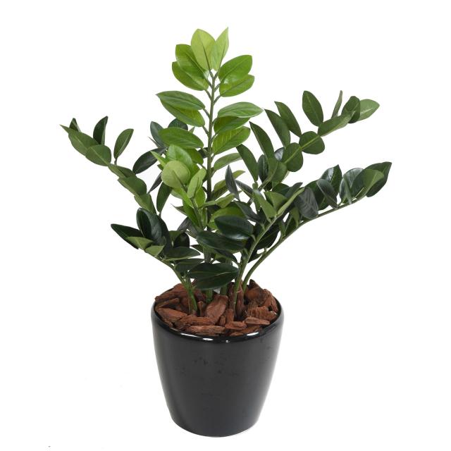 Zamia artificiel