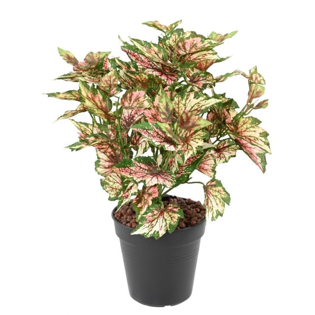Begonia Rex Artificiel en Piquet