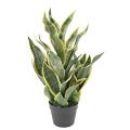 SANSEVIERIA Artificiel MASONIANA 66