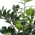 Zamia artificiel