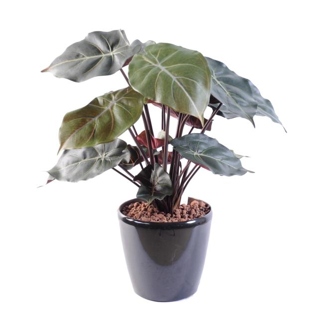 Syngonium Podophyllum Artificiel