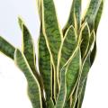 Sansevieria artificiel LARGE