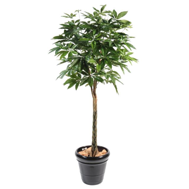 Pachira artificiel