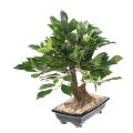 BONSAI FICUS Artificiel EN COUPE