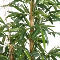 BAMBOU BUDDHA TREE