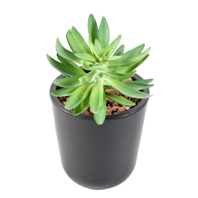 SUCCULENTE artificielle 16