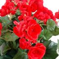 Begonia artificiel*93