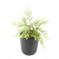 ASPARAGUS MINI artificiel