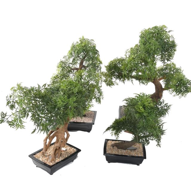 Bonsai Aralia Artificiel en Coupe