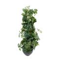 Cissus artificiel