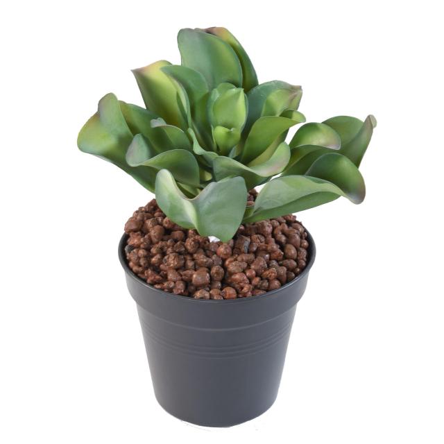 SUCCULENTE artificielle 20