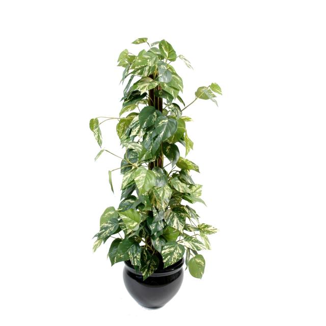 Pothos artificiel TUTEUR COCO