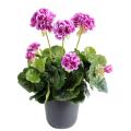 Geranium artificiel *52