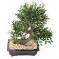 BONSAI ORME Artificiel EN COUPE gravier