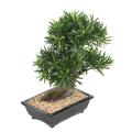 Bonsaï artificiel podocarpus en coupe