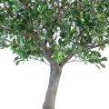 Pittosporum artificiel ARBRE