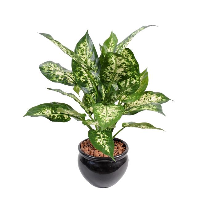 Dieffenbachia artificiel *26 EN POT
