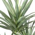 YUCCA Artificiel RAPIER