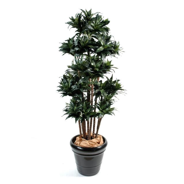 Dracaena Fragrans Compacta Artificiel