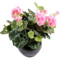 Geranium artificiel*115