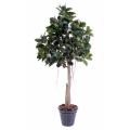 Rubbert plant tree artificiel