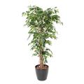Ficus artificiel LIANES GF