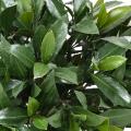 LAURIER NOBILIS Artificiel NEW BOULE UV