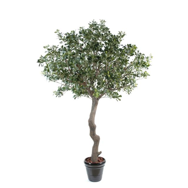 Pittosporum Arbre Artificiel