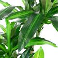 DRACAENA Artificiel FRAGRANS 135 (sur troncs)
