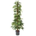 POTHOS Artificiel TUTEUR