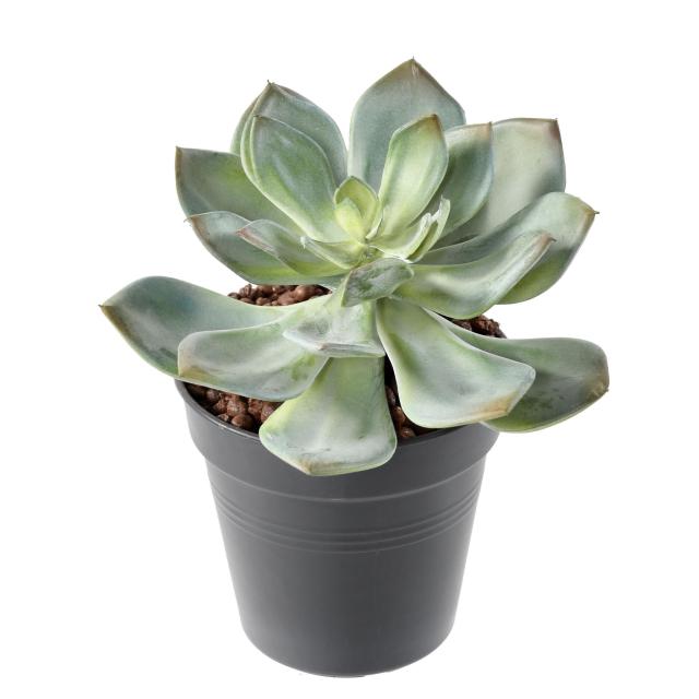Succulente Artificielle Epais