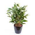 Dracaena artificiel SURCULOSA POT