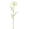 DAUCUS Artificiel