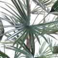Livistonia artificiel