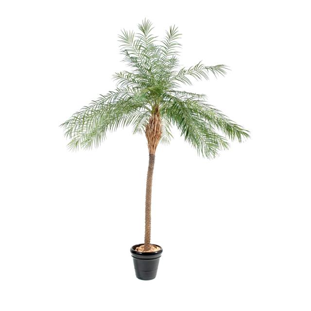 Palmier Phoenix Artificiel NEW