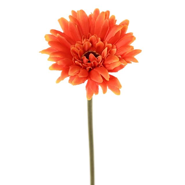 Gerbera